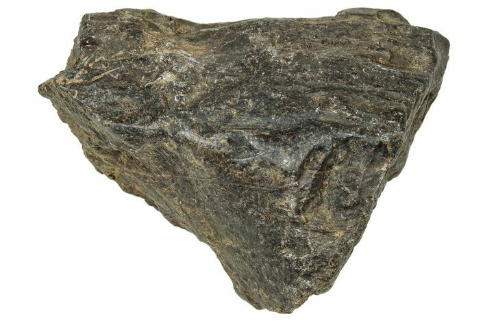 Dinosaur (Triceratops) Frill Shield Section - Montana #330140